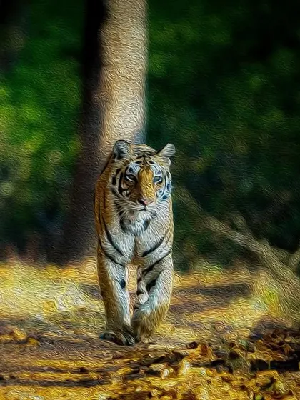 A digital painting effect applied to a photo of a tiger on the move. This shows how we can take our wildlife images and transform them into unique pieces of art through post-processing techniques.