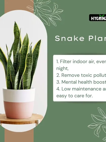 The Snake Plant is a powerhouse that filters indoor air even at night. It removes toxic pollutants and is incredibly low-maintenance.