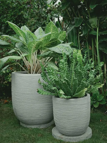 These textured grey planters offer a contemporary, stone-like finish that blends seamlessly into modern garden designs. They are perfect for showcasing plants with interesting foliage like ferns and Aglaonema.