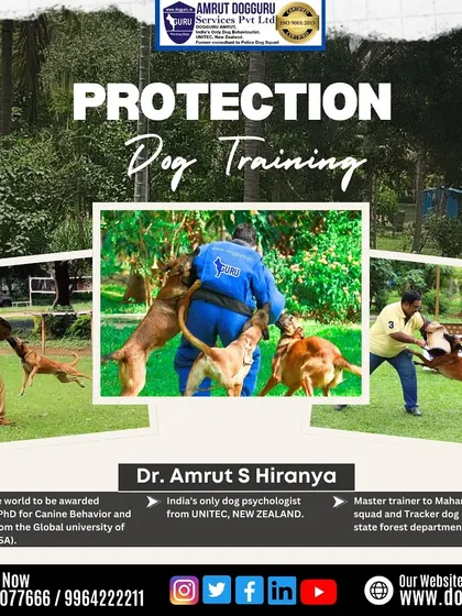 This image captures the intensity and focus of protection training. The dogs are learning to engage on command, providing a reliable sense of security for their homes and families.