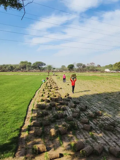 A sunny day on our farm, with our team harvesting turf. We supply a variety of turf for landscapers, designers, and architects.