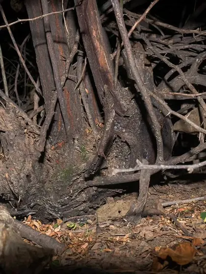 An Indian Gerbil, also known as an antelope rat, photographed near Gurgaon. We've been monitoring this species after our initial discovery.
