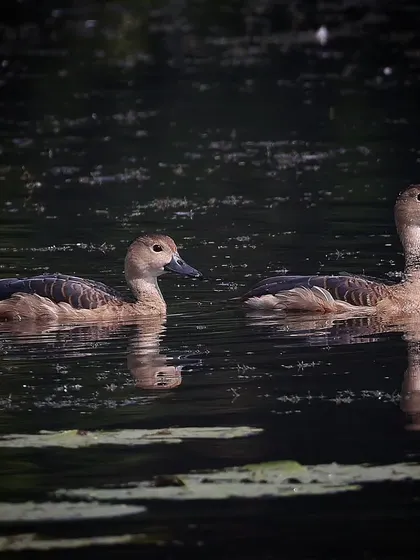 A pair of Lesser Whistling Ducks, a common resident bird in India and Southeast Asia. They are often seen in pairs or small groups, foraging in urban and rural water bodies alike.