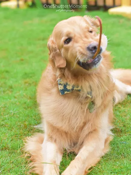 Bumpy the Golden Retriever and his grandpa, a heartwarming duo. This playful moment with a stick reminds me of a sweet fairy tale.