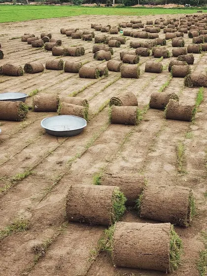 More rolls of natural grass turf ready for loading. We maintain a consistent supply to meet the demands of our clients across Rajasthan and the rest of India.