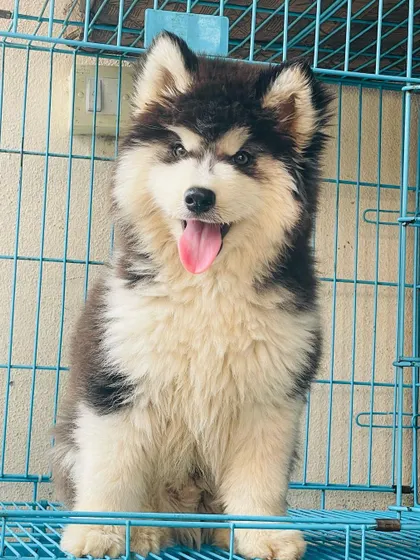 This "BIG BOY" is sitting patiently in his crate. He's a happy, healthy, and very fluffy male Husky puppy.