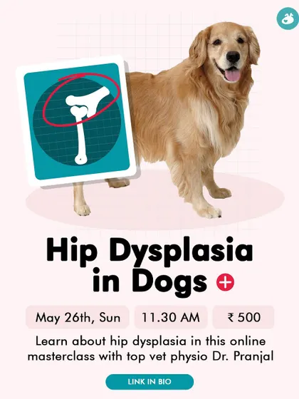 Hip dysplasia is a major concern, especially for large breed owners. Our online masterclass with veterinary physiotherapist Dr. Pranjal Nadkarni covers prevention, management, and treatment options for this condition.