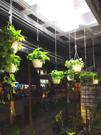 Hanging Pothos, or Money Plants, are perfect for creating a curtain of green on a balcony or patio, especially in spaces where floor area is limited.