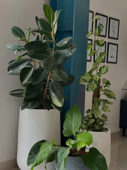 A corner at the Charkos Institute transformed with a cluster of handpicked plants. A large Rubber Plant, a climbing Pothos, and a Philodendron come together in stylish pots to create a vibrant, green focal point.