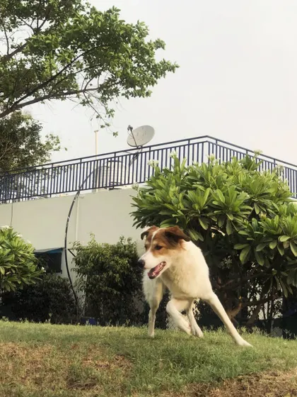 An indie dog in a moment of pure motion, running across the grassy hill. Our varied terrain makes playtime even more exciting.
