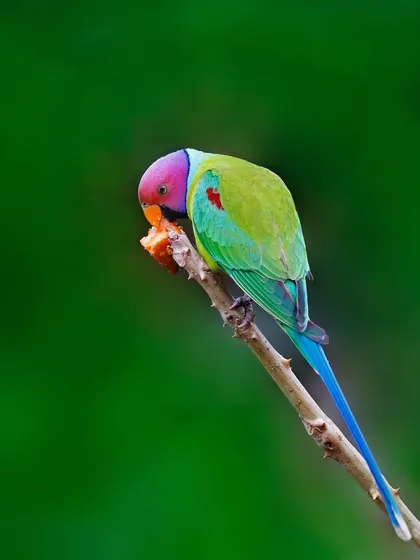 A male Plum-headed Parakeet, seen in full, balances on a thin, thorny branch while eating. The shot captures its long blue tail and the graceful curve of its body against a uniform green background.