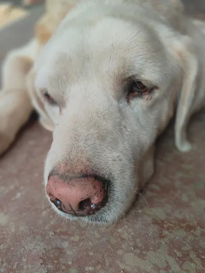 A close up of Casper, our senior Labrador. He has such a gentle soul. He was abandoned by his rescuer a year ago, and we are now looking for virtual adoption parents or sponsors to help us manage his care.