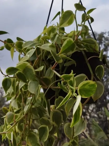 A hanging Peperomia plant adds a cascading element to the balcony garden, drawing the eye upward and making the space feel larger.