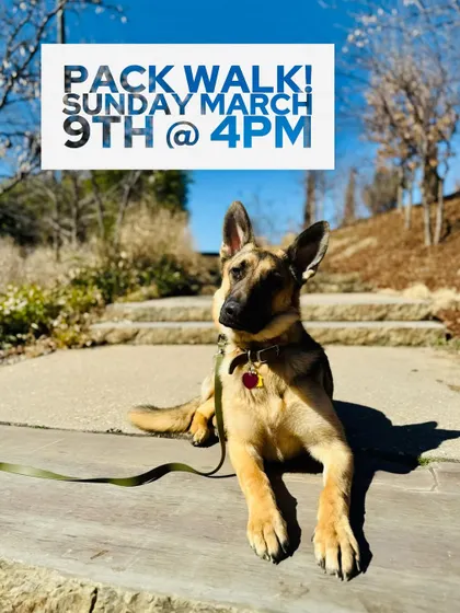 A beautiful German Shepherd taking a break during a pack walk at The Gathering Place. We always find nice spots to practice 'place' and 'down-stay' commands.