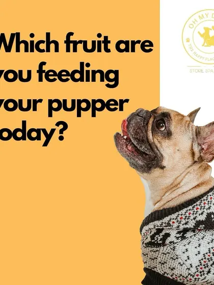 Knowing which fruits are safe and which are not is key to being a responsible pet parent. What healthy fruit are you sharing with your pup today?