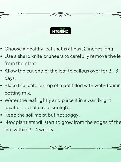 Propagating a Jade Plant is easy with this step-by-step guide. Learn how to take a leaf cutting and grow a whole new plant, from callousing the end to seeing new plantlets grow.