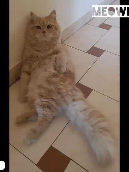 Leo strikes a classic relaxed pose, leaning back with one leg out. He's clearly comfortable and enjoying his vacation.