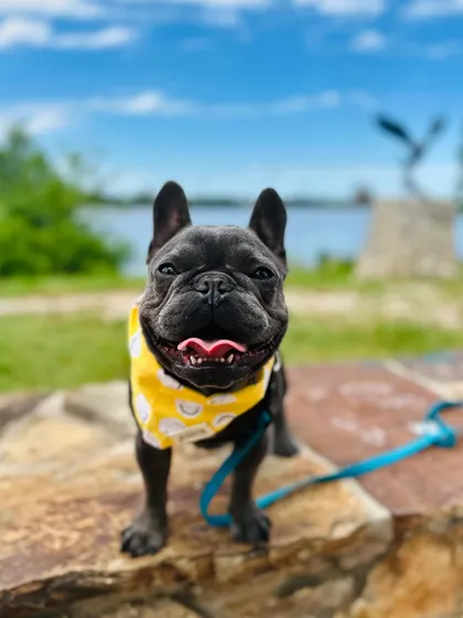 This is Logan, a French Bulldog graduate, looking happy and confident. We help even the most stubborn breeds learn basic obedience and real-world manners.