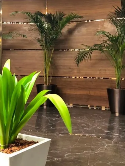 I believe even a simple setup can create a big impact. In this corporate lobby, I used elegant planters with tall Areca Palms to add a touch of sophistication and create a welcoming entrance against the warm wood paneling.