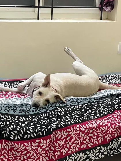 This is the definition of relaxed. This sweet Indie dog is making herself right at home, stretching out on the bed without a care in the world. This is the goal of our cage-free dog stay.
