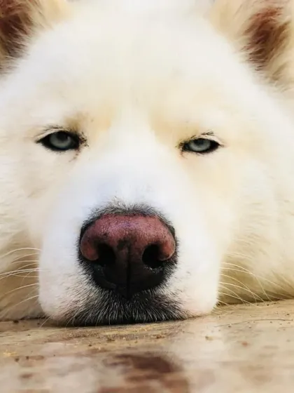 A sleepy white Husky. Even the most energetic dogs need their rest.