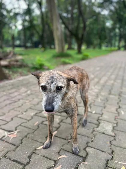 The wise, old soul of the park. This dog has seen countless runners pass by and always greets us with a calm presence.