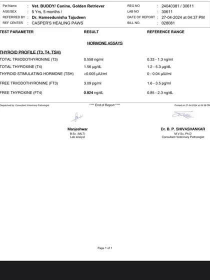A copy of Buddy's thyroid test. We leave no stone unturned when it comes to the health of our rescued animals.