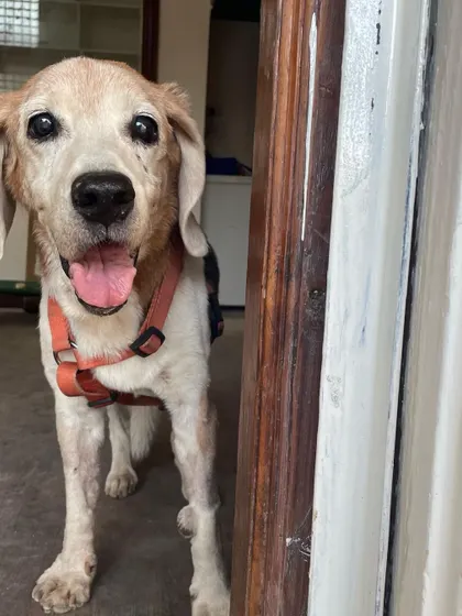 A happy senior Beagle checking in from the doorway. We ensure even our oldest guests feel secure and cherished.