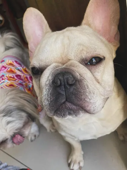 This French Bulldog and his Shih Tzu friend are regulars here. We love our repeat guests!
