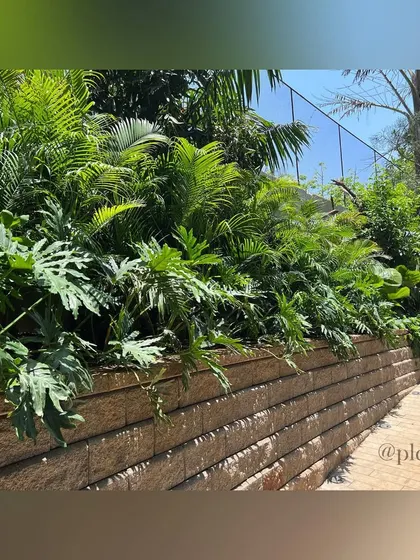 A textured retaining wall made of stacked stone runs alongside the path, topped with a dense planting of palms and philodendrons. This adds a rustic, natural element to the garden's structure.