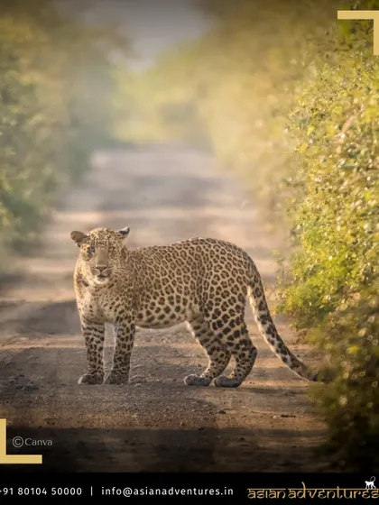 A leopard stands alert on a sun-dappled path in Gujarat's Gir forest. While famous for its lions, Gir is also a fantastic destination for spotting these equally majestic cats, and our tours cover all of its diverse fauna.