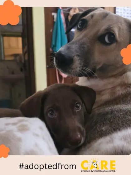 This picture of little Sora cuddling with her big brother Max is guaranteed to melt your heart. Seeing a once-scared puppy find safety and friendship in her new home is an incredible feeling.