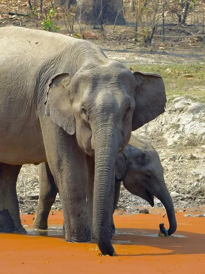 A close-up of the mother and calf, showing the texture of their skin and their gentle eyes.