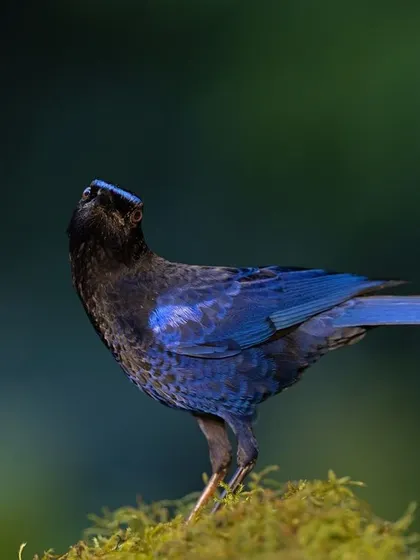 The thrush looking up, perhaps about to break into song.