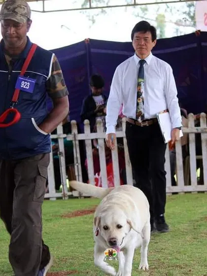 Demonstrating a perfect 'Heel' in front of the judges at the Ooty show.