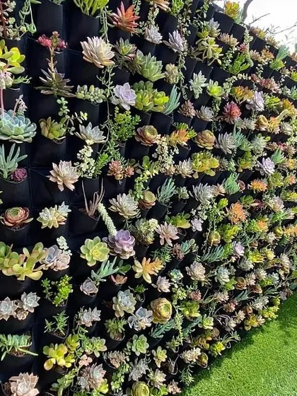I also create specialized vertical gardens, like this wall made entirely of assorted succulents. This is a great low-water option that offers a wide range of colors and shapes.