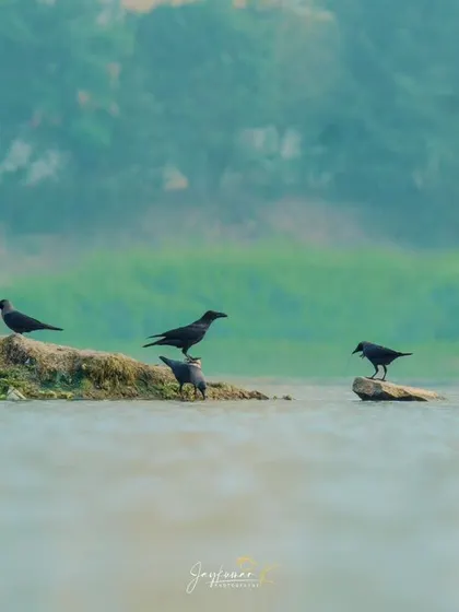 A flock of crows gathers on a small islet while a white egret flies past, capturing a typical scene of river life.
