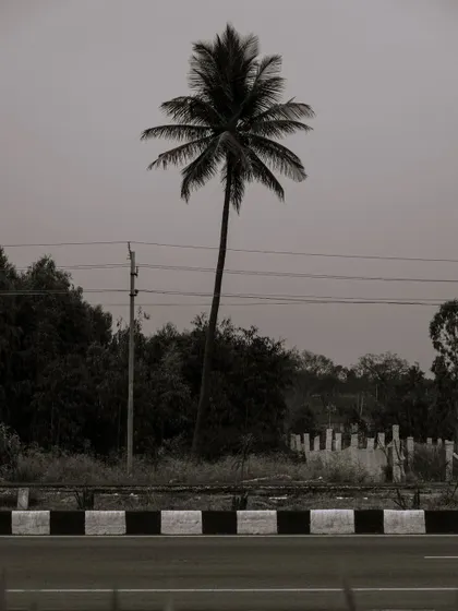 A solitary palm tree against a grey sky, shot in black and white. The minimalist composition gives the image a strong, graphic quality.