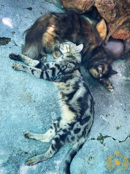 After a fun play session, these two friends are cuddled up for a nap. This is what successful social cat boarding looks like, creating comfortable companionship.