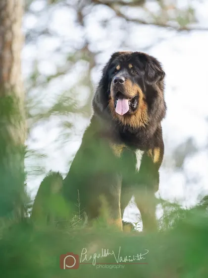 Bhola looking majestic among the pine trees. He was a natural model, calm and confident in his forest home.