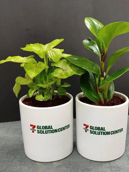 A pair of branded plant gifts, featuring a Syngonium and a Peperomia. We can provide a mix of plant types for larger orders to give recipients a choice.