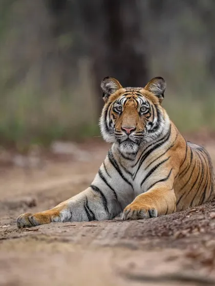 A beautiful portrait of a sub-adult male tiger, captured by my guest Jinson. This is a perfect example of what my mentorship aims to achieve.