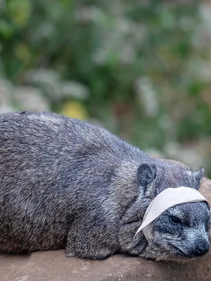 A rock hyrax, the elephant's closest living relative, struggles with a piece of human trash. This image is a stark commentary on the impact of pollution on wildlife, even in protected areas.