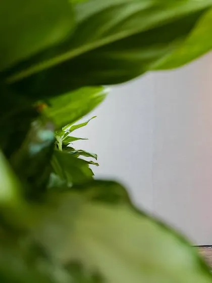 A simple and elegant portrait of the bride in her pink saree, framed by lush green foliage.