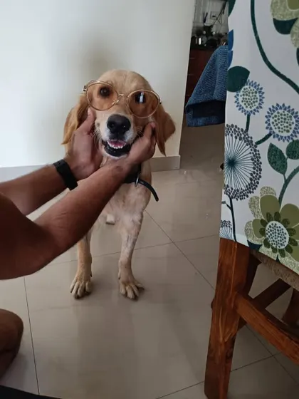 UPDATE: ADOPTED. Goldy, a 5-year-old Golden Retriever, posing with some cool glasses. This sweet girl, rescued from a breeding situation, has found her forever home.