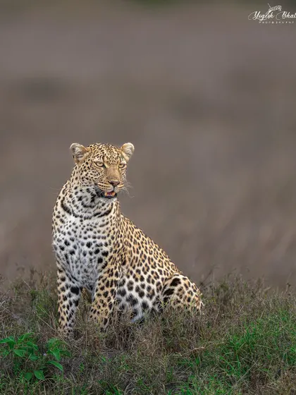Queen Luluka of Masai Mara. I left more space in the direction she is looking, a key compositional technique that adds narrative depth and makes the viewer wonder what has caught her attention.