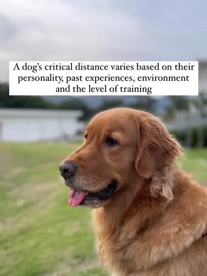 A dog's critical distance can vary based on their personality, past experiences, and the environment. It's not a one-size-fits-all measurement, and I help you learn to read your specific dog.