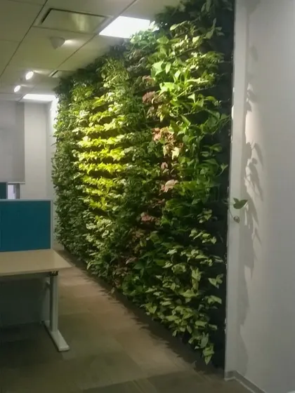 A floor-to-ceiling vertical garden installed in a corporate office space. The living wall brings a vibrant element of nature indoors, improving air quality and aesthetics.