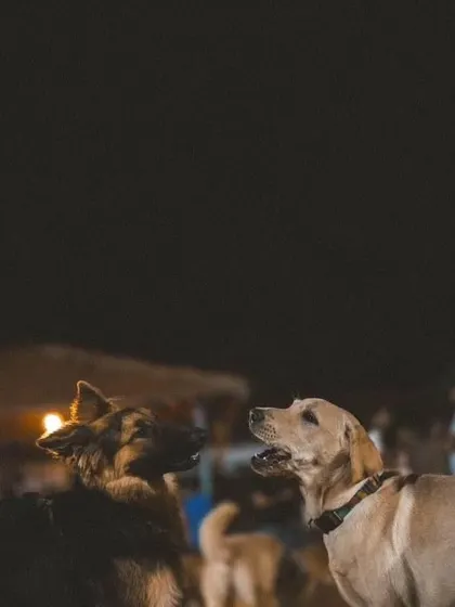 A candid moment of interaction between a German Shepherd and a Labrador at night.