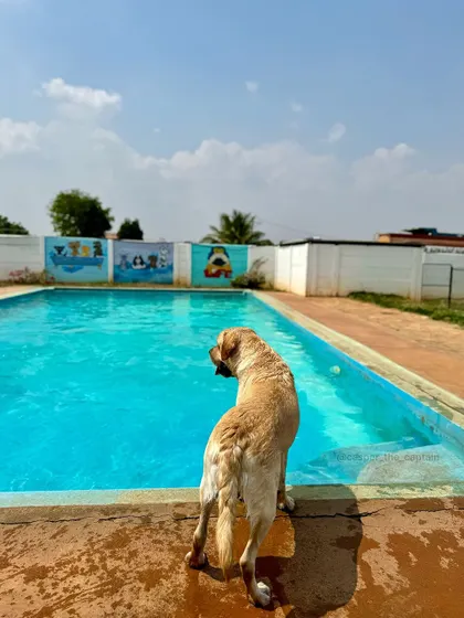 A beautiful, sunny day at the pool. A Labrador stands at the edge, ready for a refreshing swim.